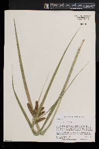 Carex comosa image