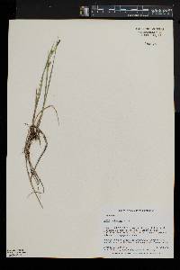 Carex tetanica image