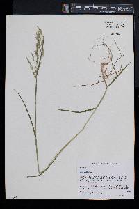 Poa trivialis image