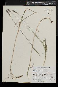 Muhlenbergia glomerata image