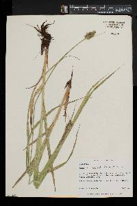 Carex laevivaginata image