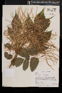 Aruncus dioicus image