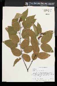 Betula alleghaniensis image