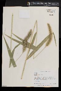 Setaria faberi image