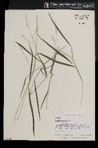 Leersia virginica image