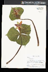 Trillium erectum image