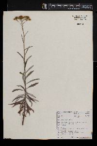 Senecio polyanthemoides image