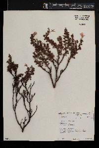 Pelargonium crispum image