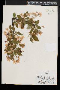 Malus floribunda image