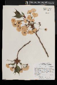 Prunus serrulata image