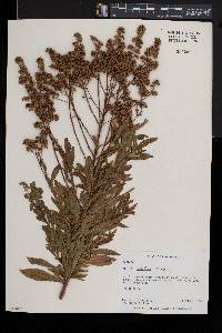 Spiraea latifolia image