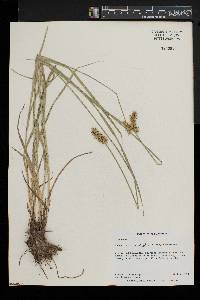 Carex laevivaginata image