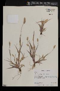 Setaria pumila image