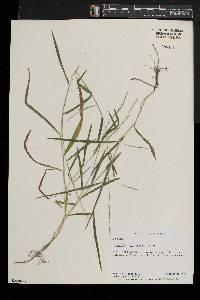 Leersia virginica image