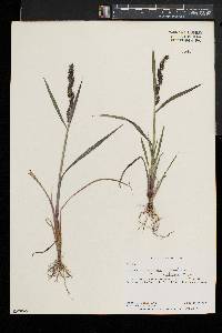 Echinochloa muricata var. microstachya image