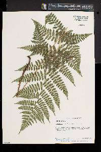 Dryopteris × triploidea image