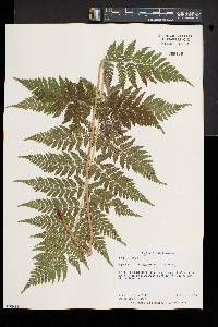 Dryopteris × triploidea image