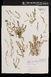 Selaginella leptophylla image
