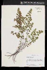 Adiantum jordanii image