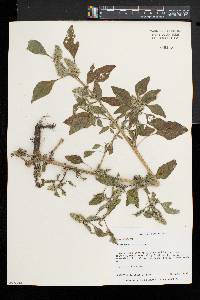 Amaranthus retroflexus image