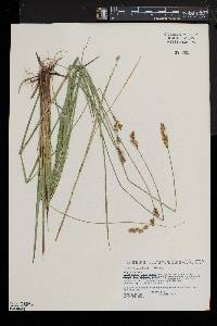 Carex prairea image