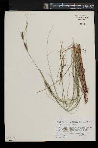 Carex lasiocarpa image