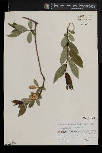 Salix serissima image