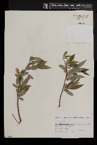 Salix lucida image