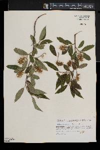 Salix serissima image