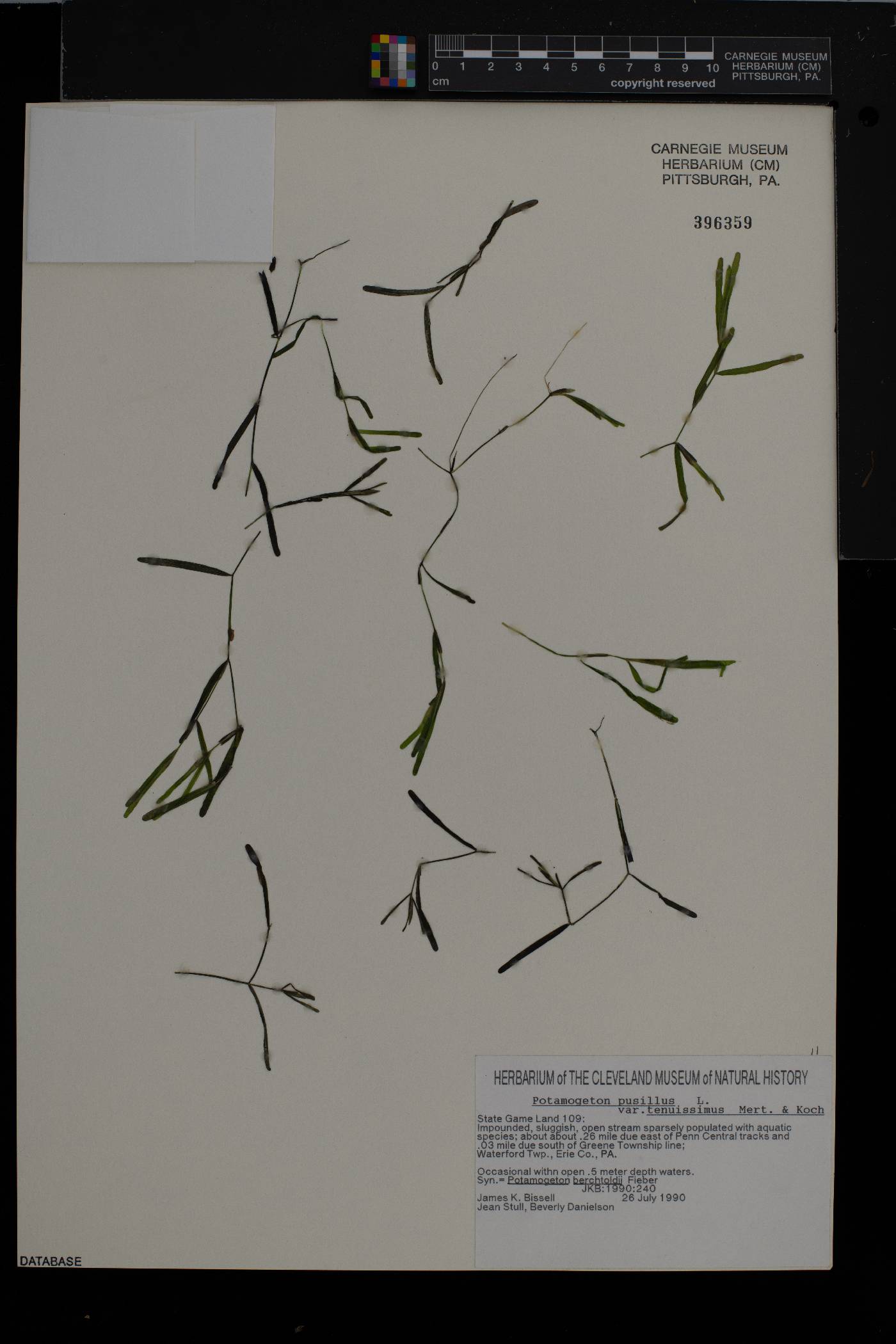Potamogeton pusillus subsp. tenuissimus image