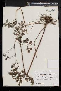 Thalictrum amphibolum image