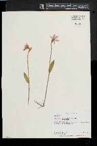 Pogonia ophioglossoides image