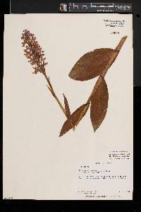 Platanthera psycodes image