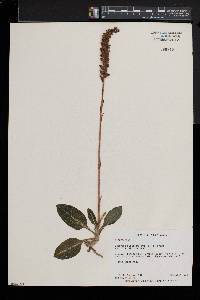 Goodyera pubescens image