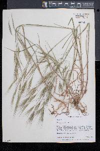 Bromus sterilis image