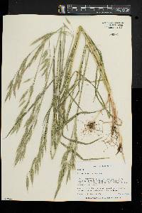 Bromus commutatus image