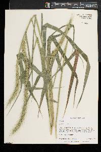 Elymus riparius image