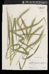 Elymus riparius image