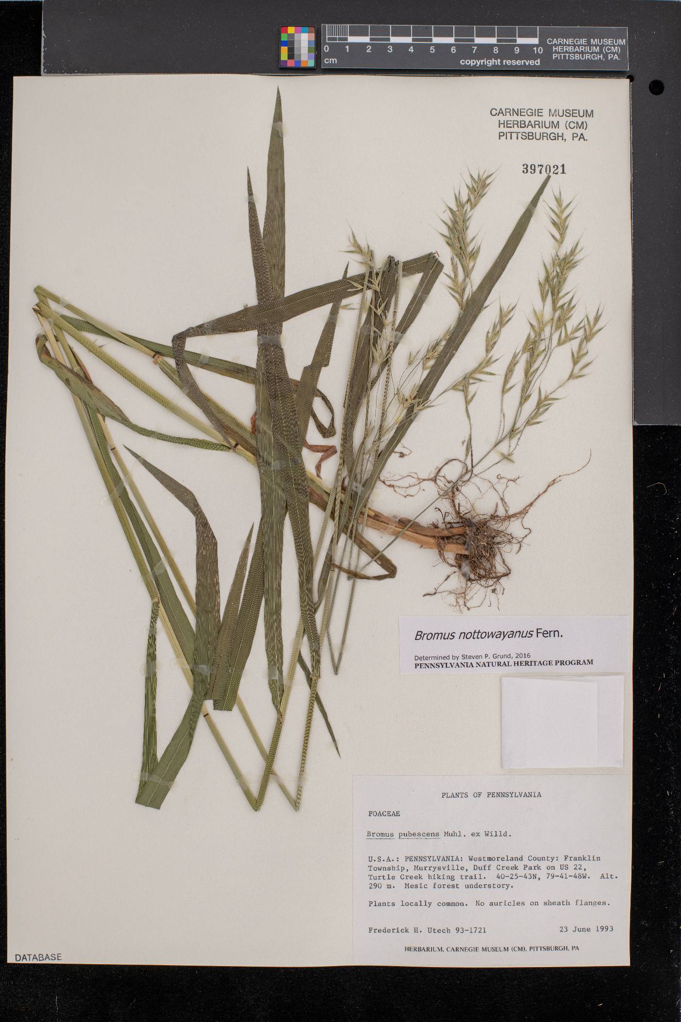 Bromus nottowayanus image