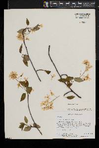 Amelanchier laevis image