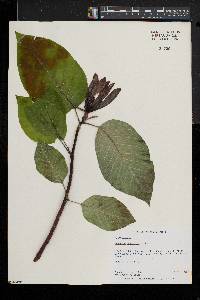 Magnolia acuminata image