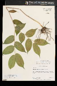 Prosartes lanuginosa image