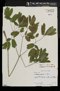 Caulophyllum thalictroides image