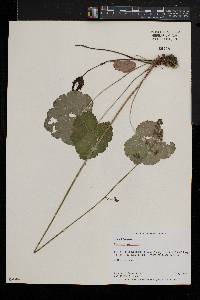 Heuchera americana image