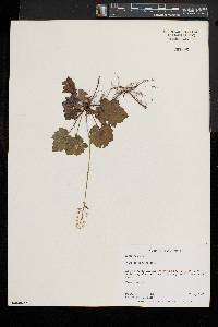 Tiarella stolonifera image