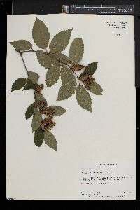 Betula alleghaniensis image