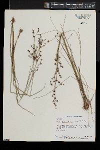 Juncus brevicaudatus image