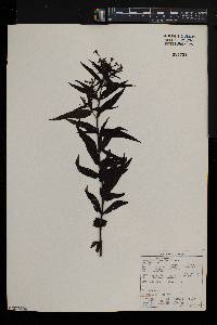 Conostomium natalense image