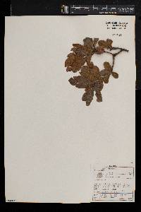 Combretum moggii image
