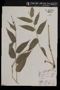 Olyra latifolia image